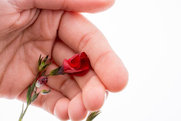 Hand holding a Red Poppy