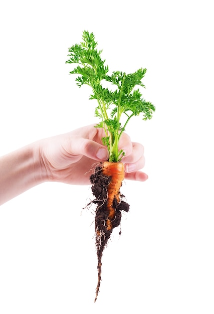 Hand holding ripe carrots. isolated on a white background