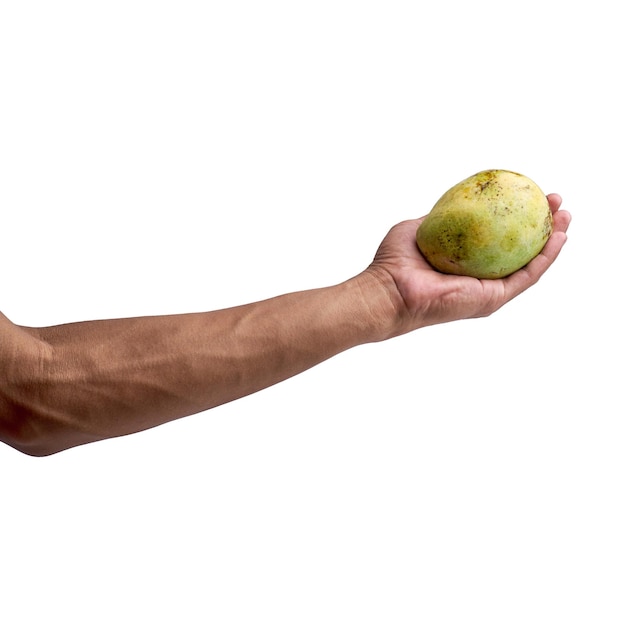 Hand holding ripe mango isolated white background