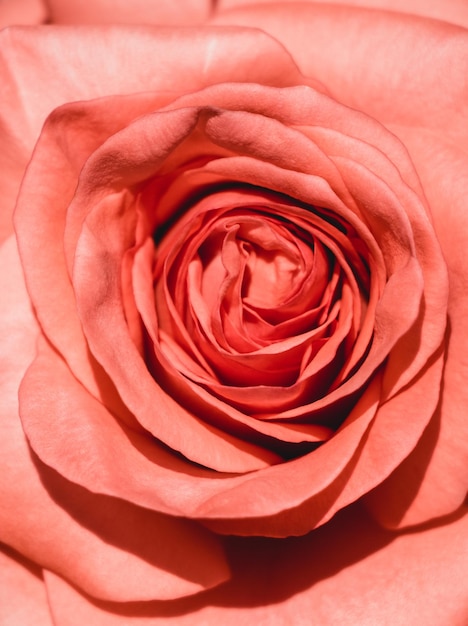 Hand holding a rose in a rose garden