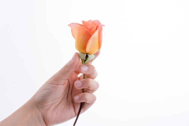 Hand holding a rose