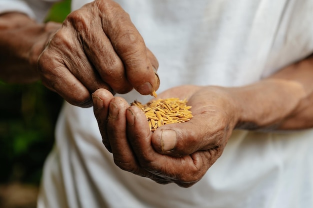 Hand holding on seed SeedingSeedlingAgriculture rice seed