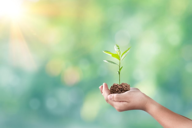 Hand holding seedling over blurred green nature background Concept of plant growth and eco friendly