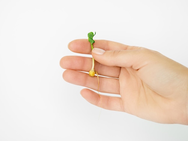 hand holding a small chickpea seedling