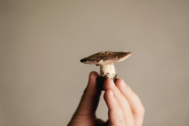 Hand holding small freshly picked mushroom in front of plain white background with copy space