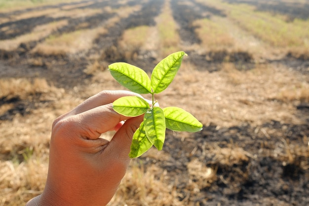 Hand holding small plant