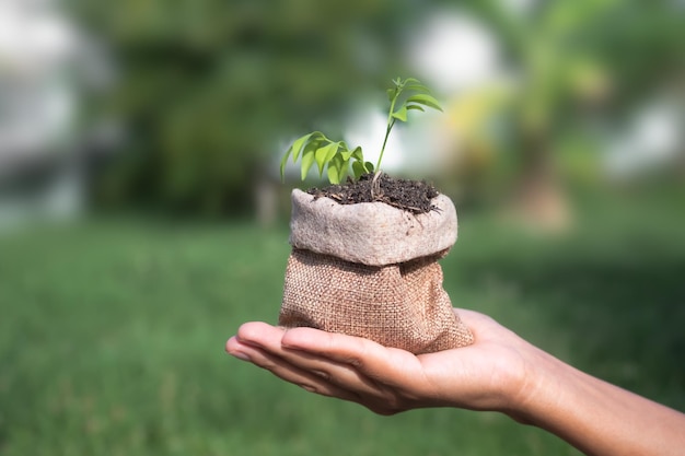 Hand holding Small tree in hemp sack bag on blur green fresh nature with sunlightmacro life new young plant growing from seed in black soil in morning on gardenenvironment ecology protectionspring