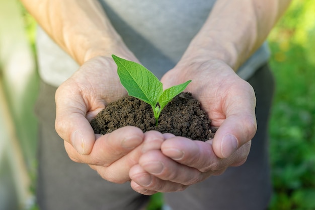 Hand holding small tree for planting Concept green world earth day