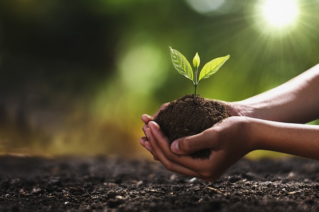 Hand holding small tree for planting. concept green world