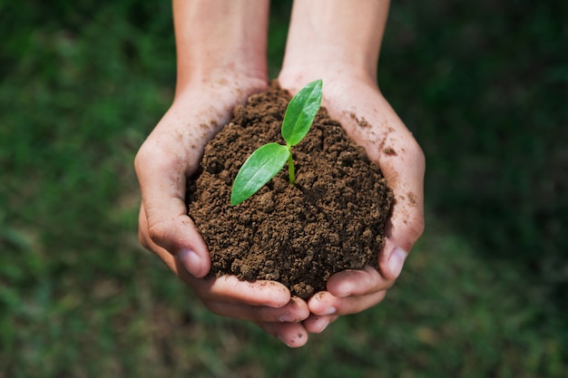 Hand holding small tree for planting. eco concept