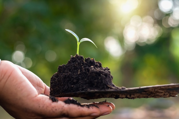 Hand holding small tree for planting in garden