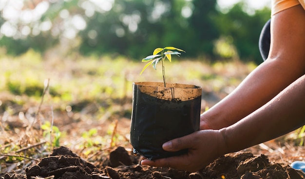 Hand holding small tree for planting in nature. concept green world