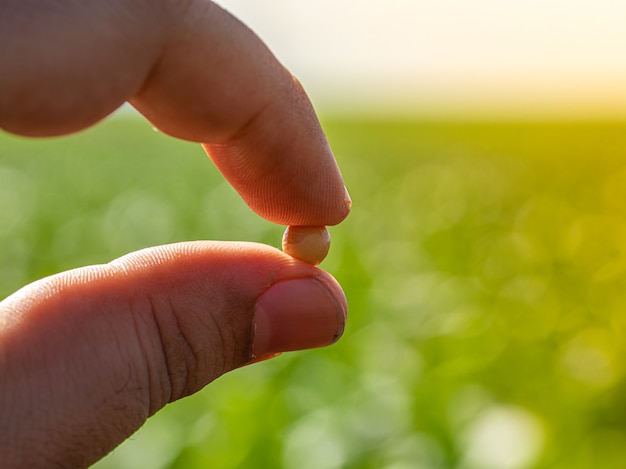 Hand holding soybeans with platation and sky on the horizon and details in macro