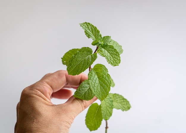 Hand holding a stalk of mint leaf