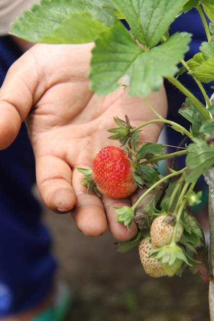 hand holding strawberry fruit