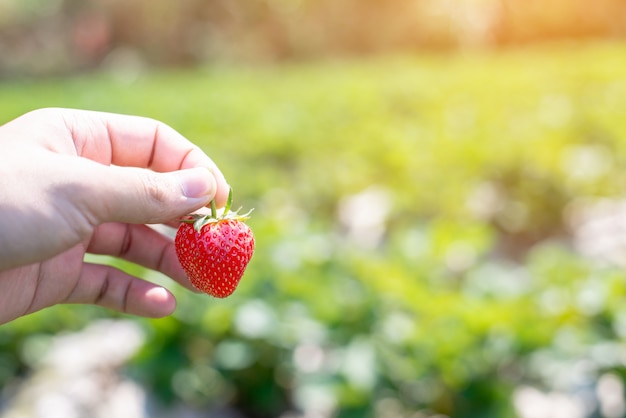 Hand holding Strawberry on the green leaf background 