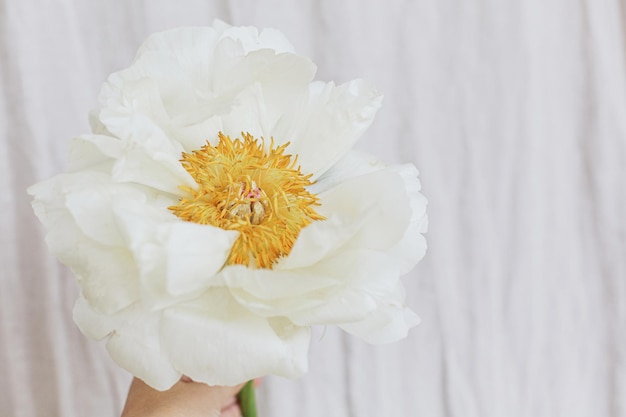 Hand holding stylish white peony on pastel beige fabric background Beautiful floral aesthetic