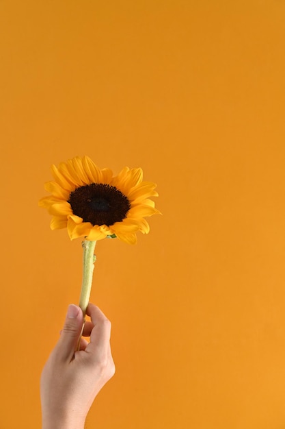 Hand holding a sunflower isolated yellow background Autumn or summer concept natural background