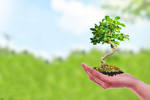 A hand holding a tree with the word tree on it