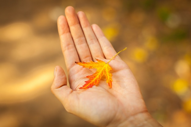 Hand holding up red and yellow autumn leaf