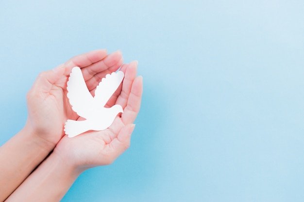 Hand holding white dove bird on blue