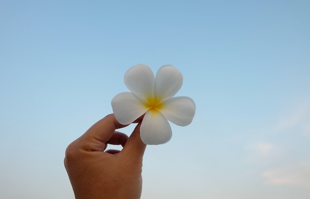 hand holding white plumeria, Frangipani tropical flower against blue sky