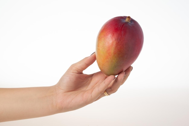 Hand holding whole mango isolated on white background