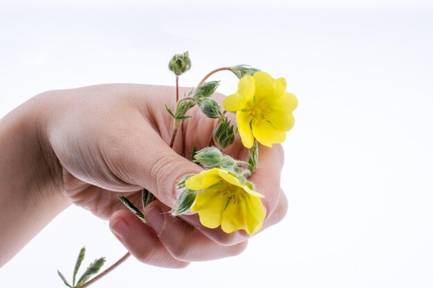 Hand holding a yellow flower