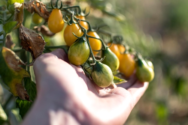 Hand holding yellow pear cherry tomatoes in eco garden Lycopersicon esculentum var cerasiforme