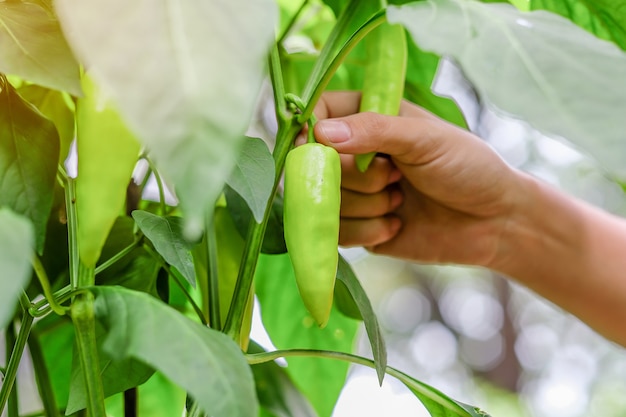 Hand holding Young Green chili plant on field agriculture in garden