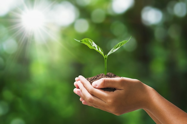 Hand holding young plant on blur green nature. concept eco earth day