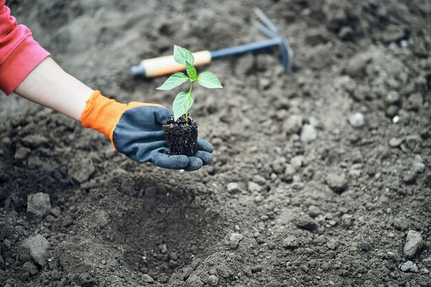 Hand holding young plant on blur green nature concept eco earth day