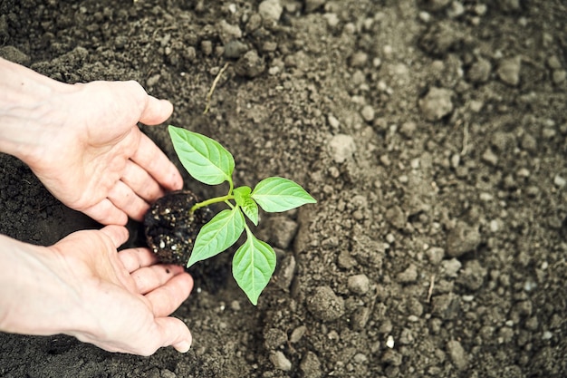 Hand holding young plant on blur green nature concept eco earth day