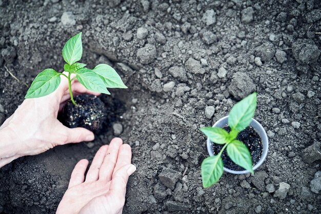 Hand holding young plant on blur green nature concept eco earth day