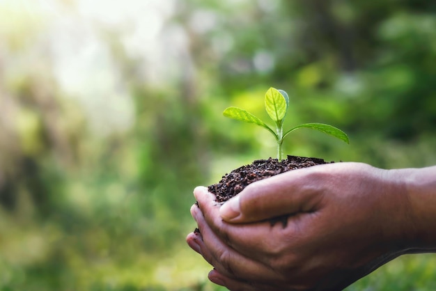 Hand holding young plant on blurred green nature background and sunlight world environment day concept