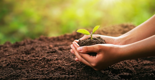 Hand holding young plant with sunlight concept eco earth day