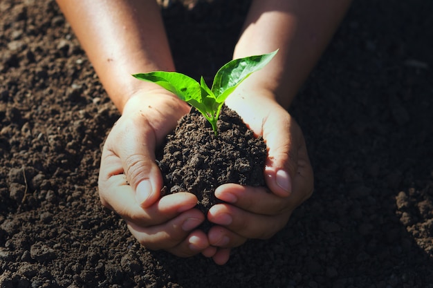 Hand holding young tree for planting. 