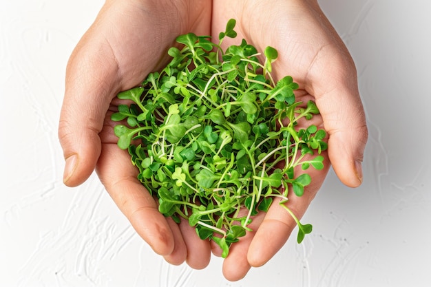 Photo a hand holds a bunch of fresh green microgreens