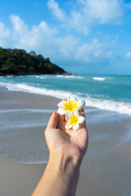 hand holds frangipani flowers in her hand