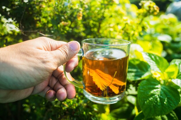 The hand holds a mug with fresh hot black tea Beautiful green background of vegetation in the morning with the rays of the sun Invigorating drink