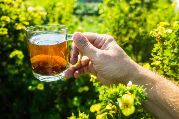 The hand holds a mug with fresh hot black tea Beautiful green background of vegetation in the morning with the rays of the sun Invigorating drink