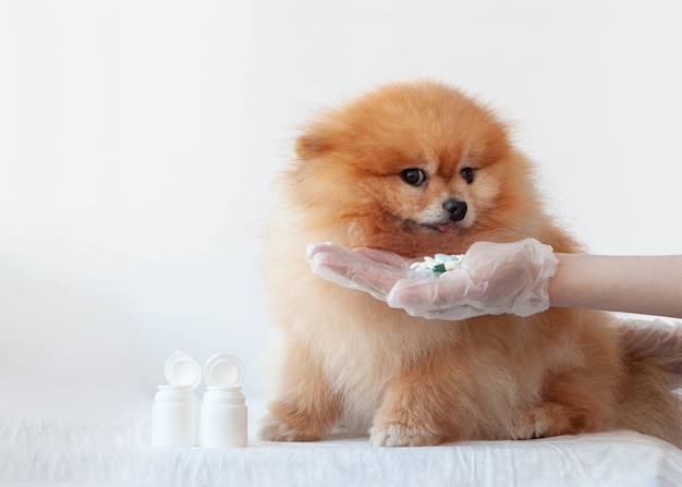 A hand holds out a handful of pills to a small orange-colored pomeranian dog