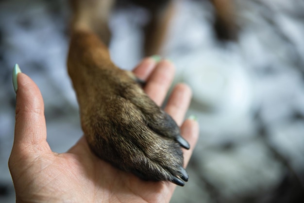 The hand holds the paw of the Belgian Shepherd dog malinois