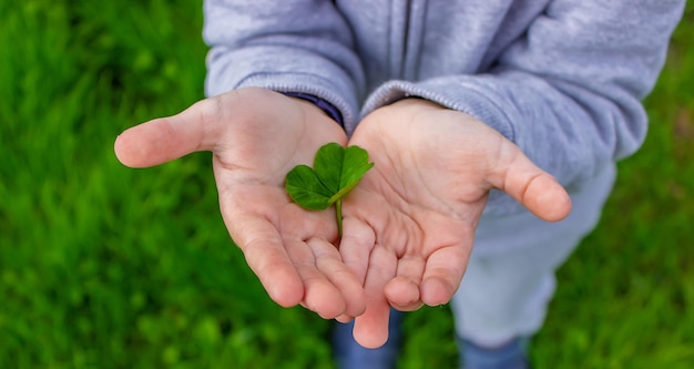 The hand holds a shamrock clover Nature