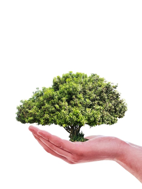 A hand holds a tree with the word tree on it.