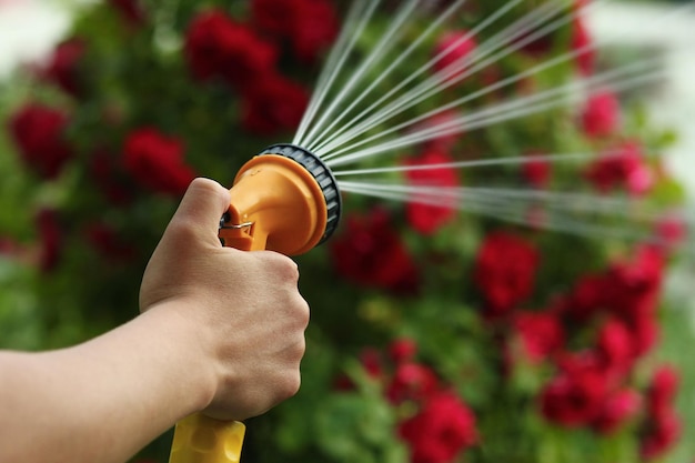 Hand hose watering flowers