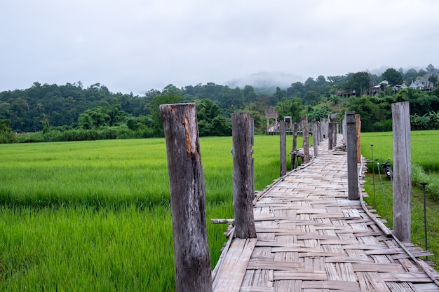 Hand-made bamboo bridge.Extended to the field rice of Thailand.