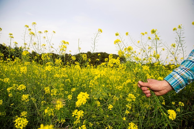 Hand of a man picking flowers in the field