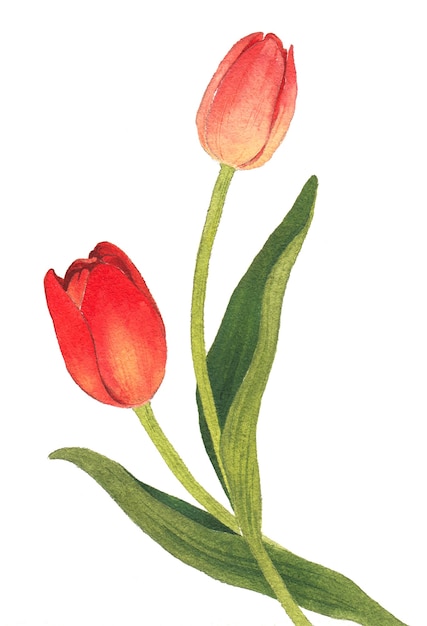 Hand painted red tulip