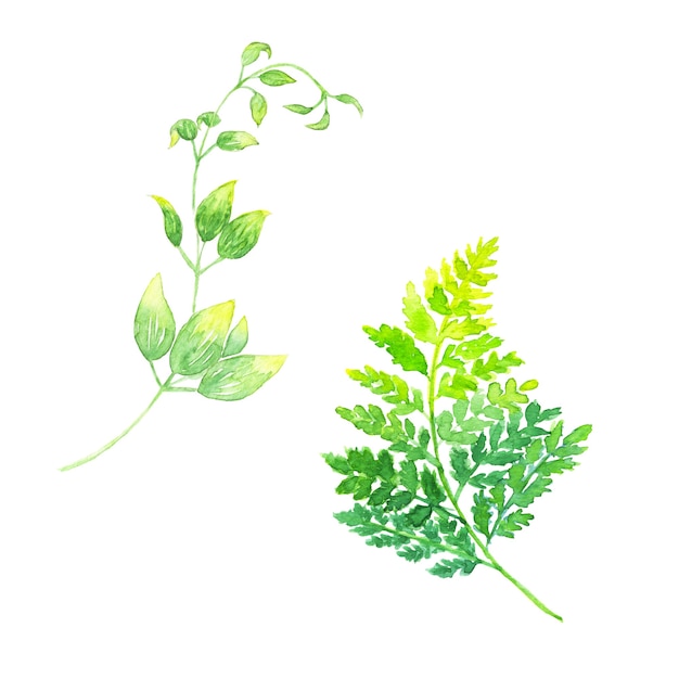 Hand painted watercolor illustratiions of leatherleaf fern and stemona japonica